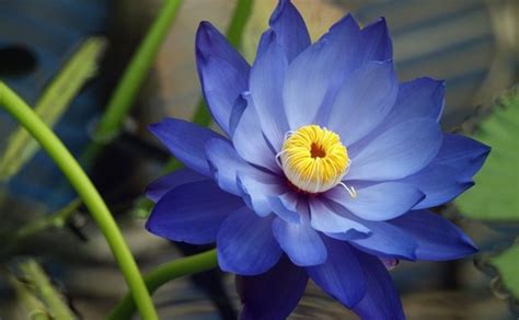 #3300ff cornflower #6495ed cornflower blue #93ccea light cornflower blue (crayola) True Blue - Do real blue flowers actually exist?
