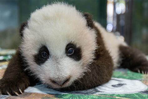The Year In Adorable Baby Panda Milestones Washingtonian