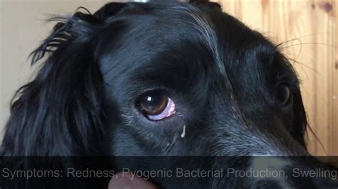 Pink Eye In Dogs Symptoms