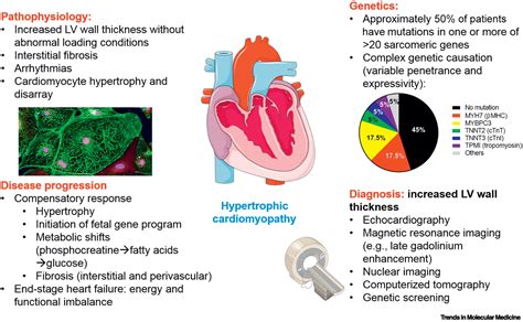 Modeling Hypertrophic Cardiomyopathy Mechanistic Insights And