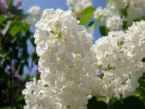 Privick Mill Nursery White Flowering Japanese Lilac Syringa Amurensis