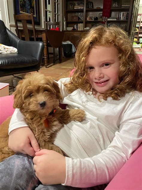 Previous Puppies - Oodles of Doodles Texas