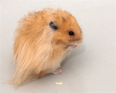 Our Golden Hamster A Nice Model Flickr Photo Sharing