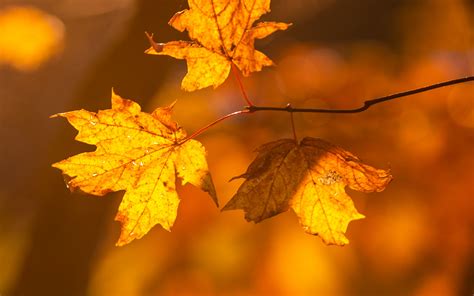 Download Wallpaper 3840x2400 Maple Leaves Branches Autumn Macro