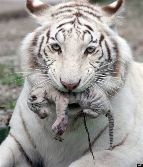 Mother And Tiny Cub White Tigers Flora Fauna And Other Marvelous