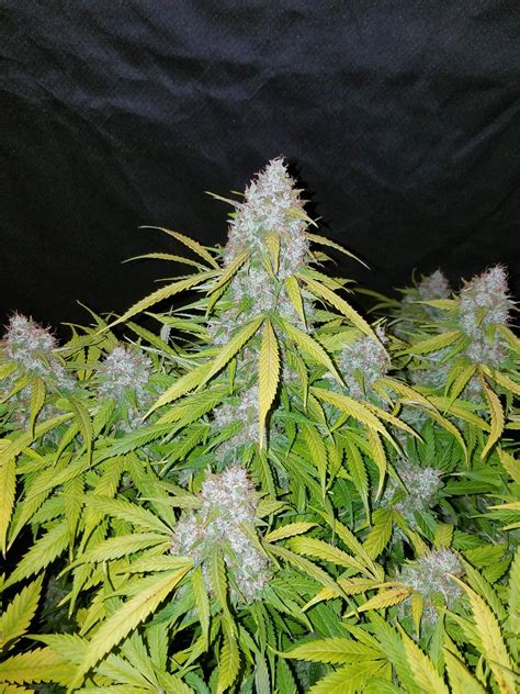Fast Buds California Snow Auto Feminised Seeds Natural Selection Leeds