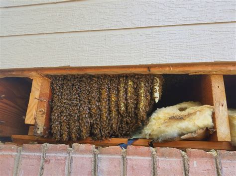 Free Bee Nest Removal Near Me Bee Hive Removal Near Me Usa Live Bee Removal In More