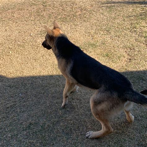 We offer training here at the field, either in a club setting or private. Adopt a German Shepherd puppy near Phoenix, AZ | Get Your Pet