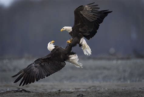 Two Bald Eagles In A Tangle Audubon 맹금류 환상적인 사진 날개 장면 포토그라피아 그래픽
