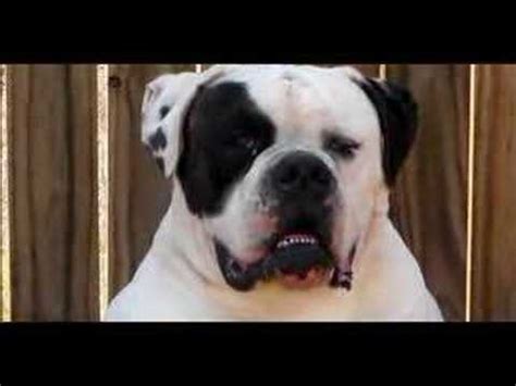 This breeds coat is white or white with patches that are either red (i.e. 100% Johnson American Bulldog - YouTube