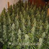 Images of Where To Find Marijuana Plants