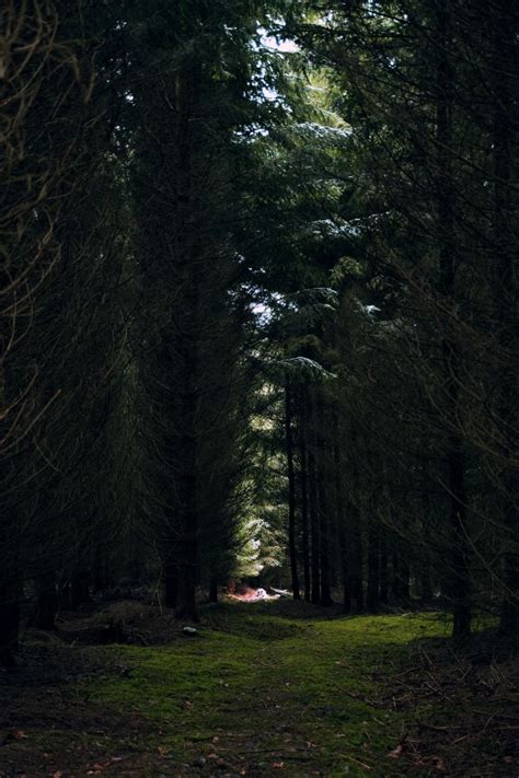 Free Images Tree Nature Forest Path Grass Branch Light Night