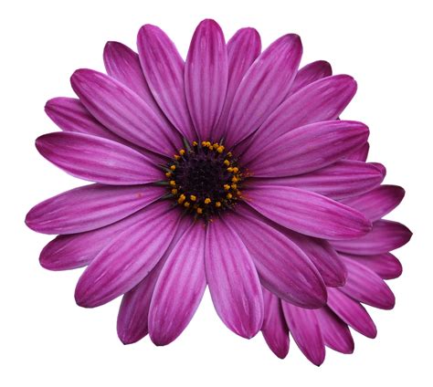Maybe you would like to learn more about one of these? Purple Flowers Transparent Background PNG | PNG Arts