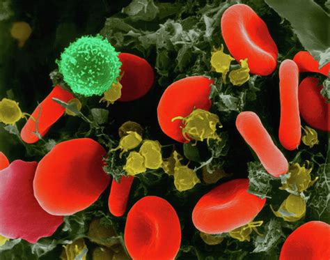 Red Blood Cells Photograph By Dennis Kunkel Microscopy Science Photo Library Fine Art America