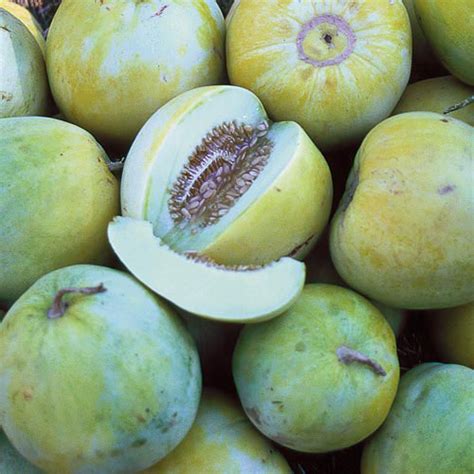 Sakatas Sweet Melon Seed Savers Exchange