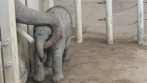 Baby Elephant Finds Comfort In Cuddling With Dad