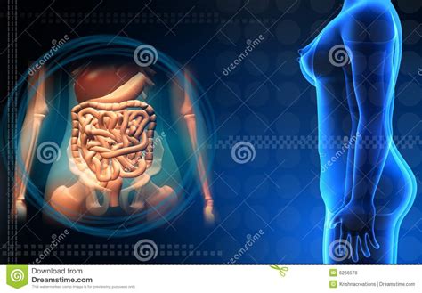 Mybodygallery is changing the way women see themselves one photograph at a time. Female Human Body And Digestive System Royalty Free Stock Photos - Image: 6266578