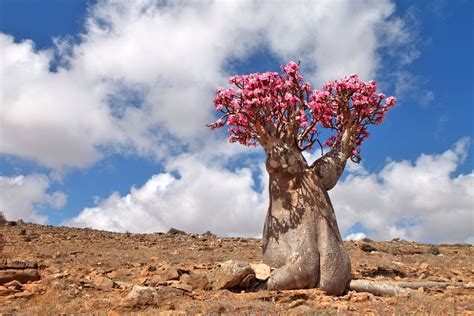 20 Amazing Desert Plants And Where To Spot Them Around The World