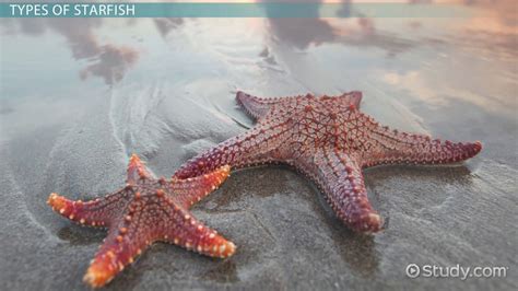 Starfish Characteristics Structure And Types Lesson