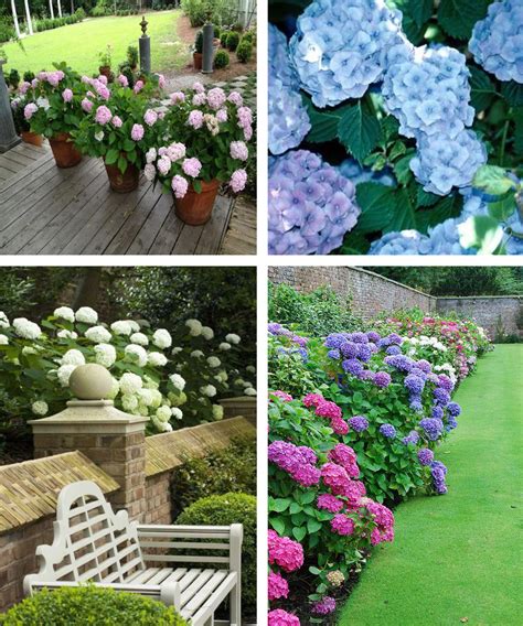 Learn How To Grow Hydrangeas Pinterest Gardening