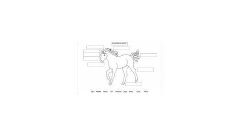 horse body parts worksheet
