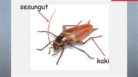 Cicak dan kurita memutuskan anggota badan anggota badan yang terputus akan mengelirukan musuh dan membolehkan haiwan melarikan diri. Bahagian Badan Haiwan - YouTube