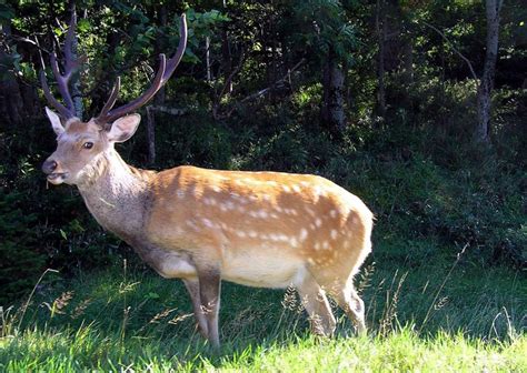 Sika Deer The Animal Facts Appearance Diet Habitat Behavior Range