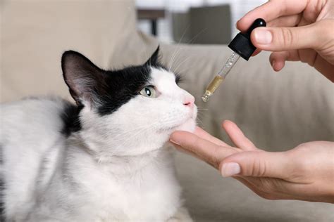 How To Give Cats Liquid Medicine Great Pet Care