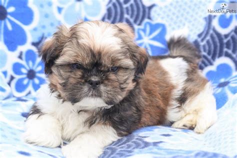 Irresistible Shih Tzu Puppy For Sale Near Lancaster Pennsylvania