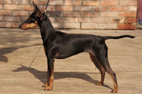 toy manchester terrier puppies  sale  reputable dog breeders