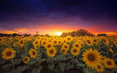 Sunflower Farm Field Sunflower At Sunset Dark Clouds