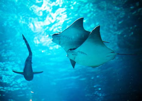 Explore More Creatures Sea Life Michigan Aquarium