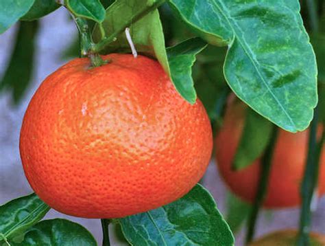 Growing Mandarin Oranges Tangerines Citrus Reticulata