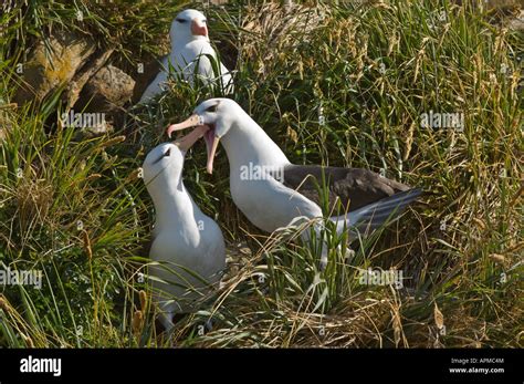 Black Browed Albatross Diomedea Melanophoris Breeding Pair Bonding Behaviour Saunders Island