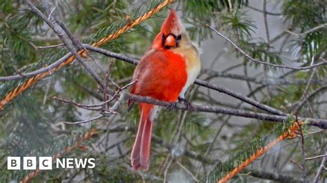 Rare Bird Half Male Half Female Cardinal Snapped In Pennsylvania