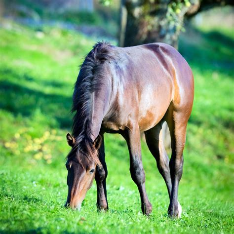 The Complicated Relationship Between Horses And Grass Immubiome