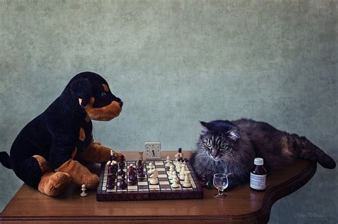 Cat Chess Clock Dog Funny Humor Puppy Table Valerian Hd