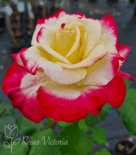 Double Delight 2ft 60cm Patio Standard Rose Roses Victoria