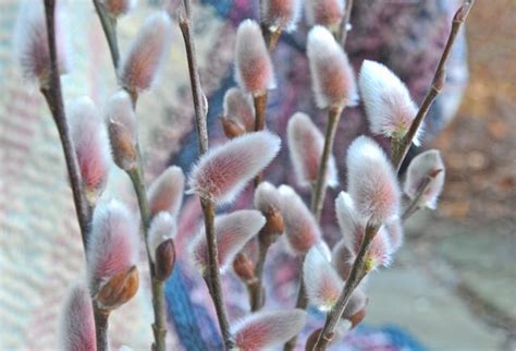 All Warm And Fuzzy About The World Of Willows A Way To Garden