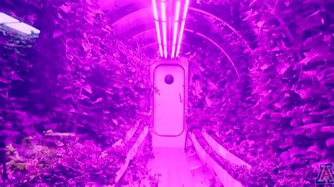 Magenta Greenhouses Cut Gas Emissions By Generating Their Own Electricity