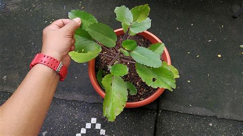 Halamang Kataka Taka Life Plant Leaf Of Life Miracle Plant