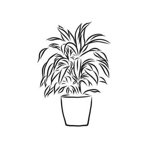 House Plant Pot Line Drawing Stock Illustrations 1983 House Plant