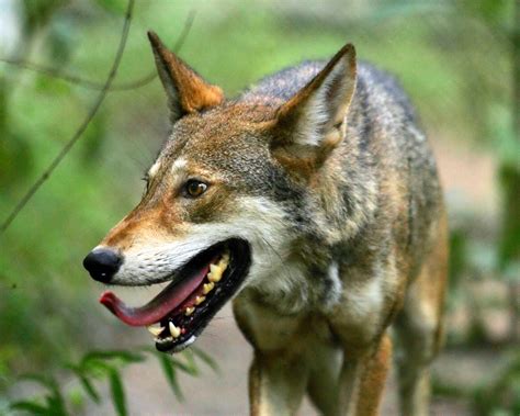 Free Picture Wonderful Up Close Beautiful Red Wolf Canis Rufus