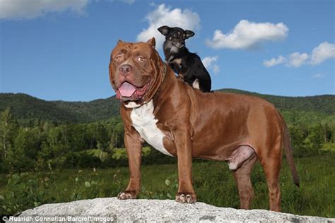 hulk the biggest pitbull in the world has become friends with chihuahua daily mail online