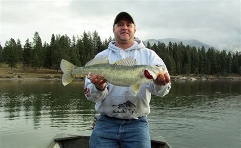 Catching Walleye On Noxon Reservoir Montana Hunting And
