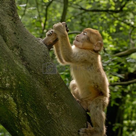 Monkey Climbing By Gilbertdestoke Vectors And Illustrations With