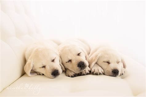Newborn Puppy Photography The Exceptional Sidekick