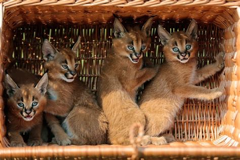 The Weeks Best Photojournalism Caracal Kittens Baby Zoo Animals
