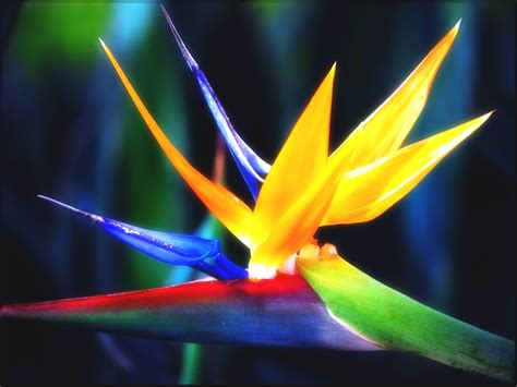 But king vidor, who is the director, has not. Bird Of Paradise Flower | WeNeedFun