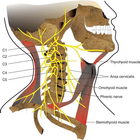Cervical Plexus Anatomical Nerve Diagram Vector Illus
